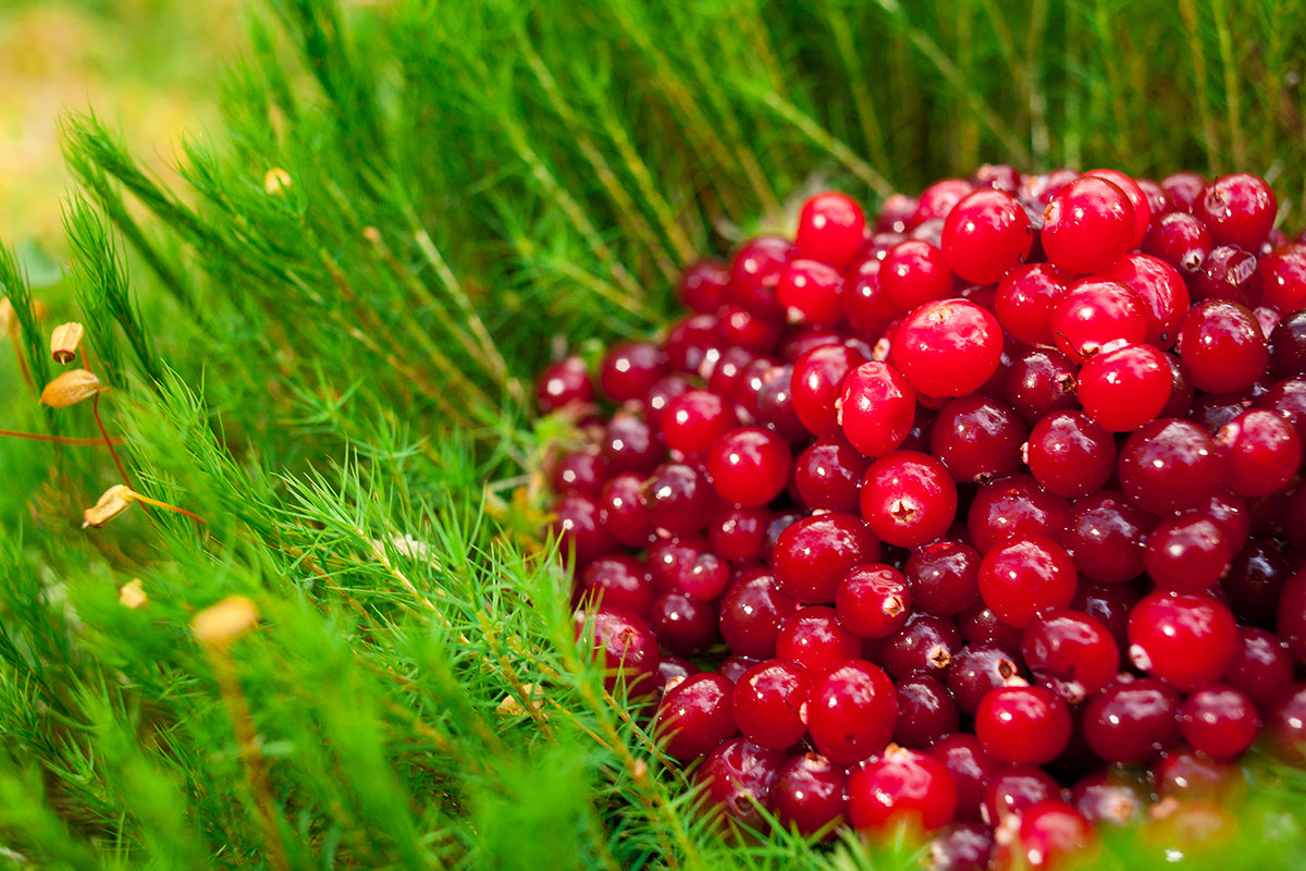 Grimson Explosion Smoothie Recipe