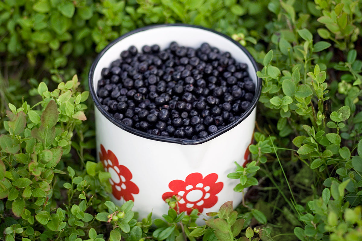 Crunchy Bilberry Tart Recipe