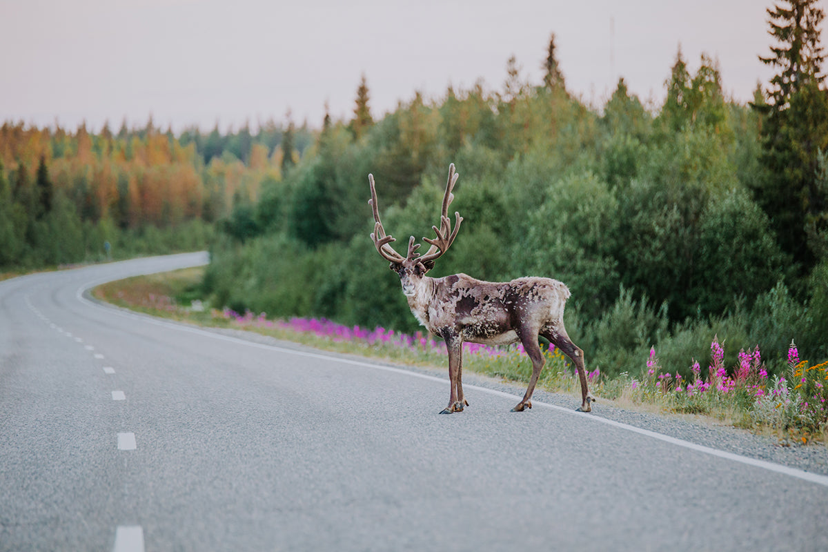 10 Unique Animals You May See in Finland