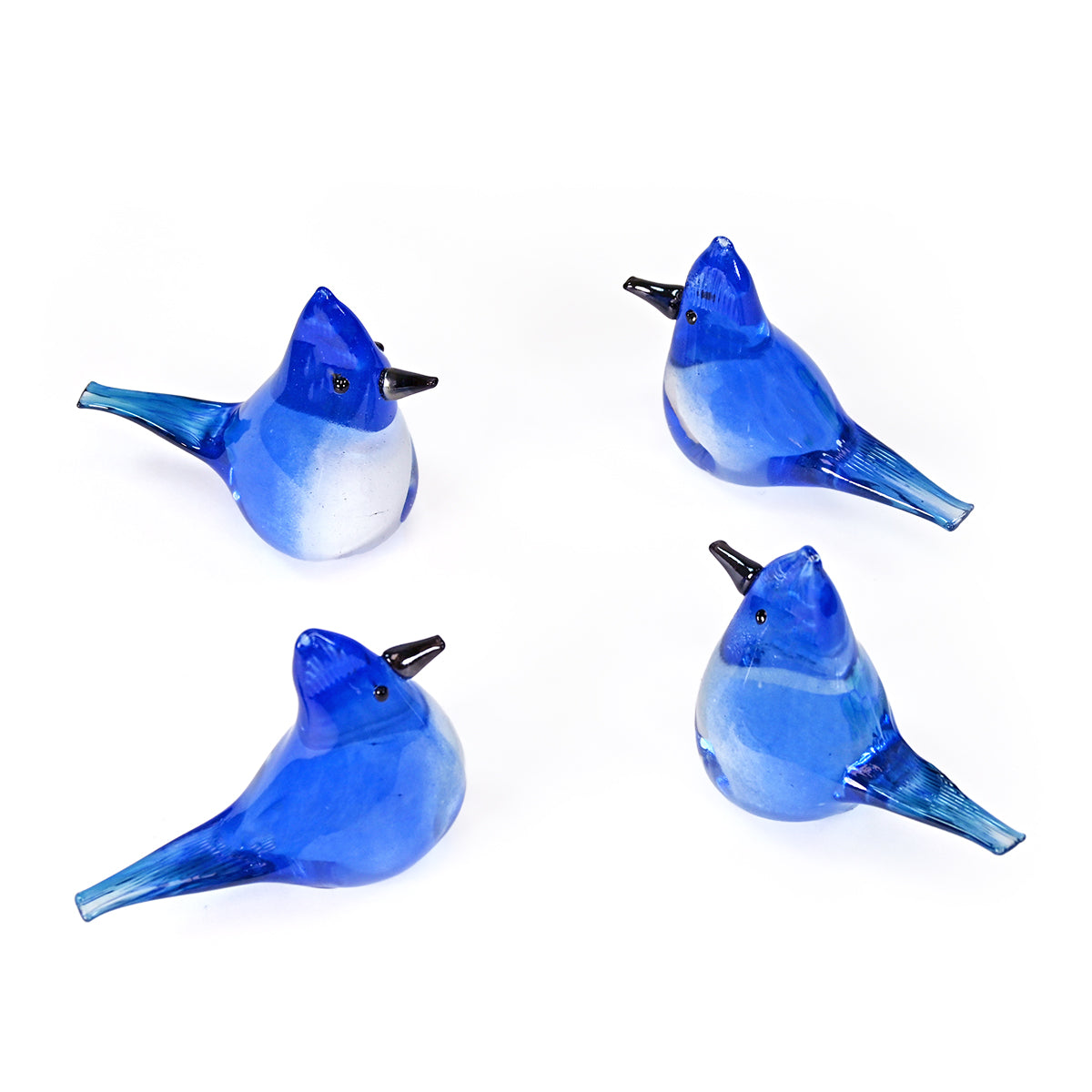 Bianco Blu Blue Jay