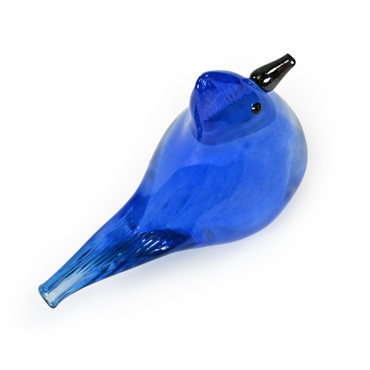 Bianco Blu Blue Jay