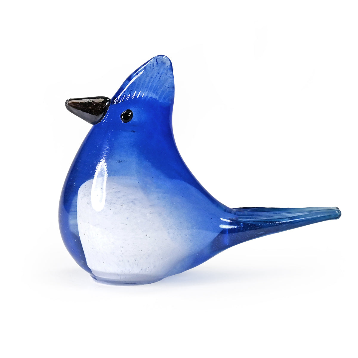 Bianco Blu Blue Jay
