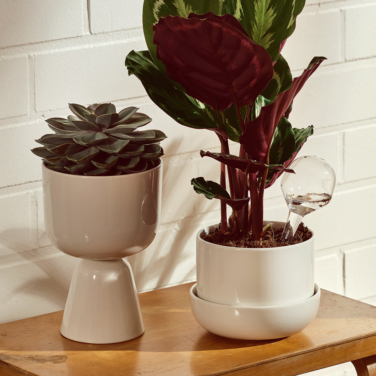 iittala Plant Pots & Watering Bottles