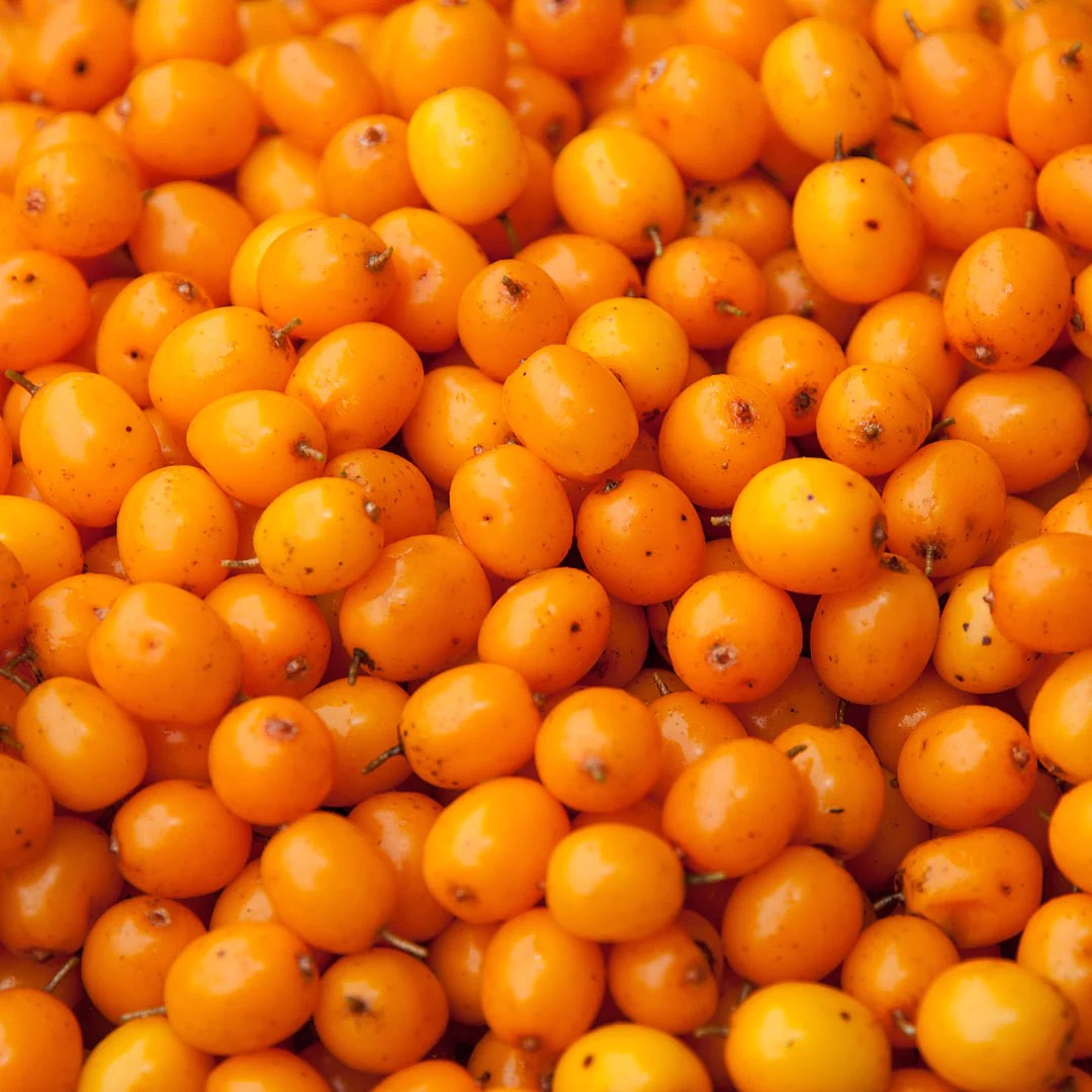 NordicNordic Sea Buckthorn Powder
