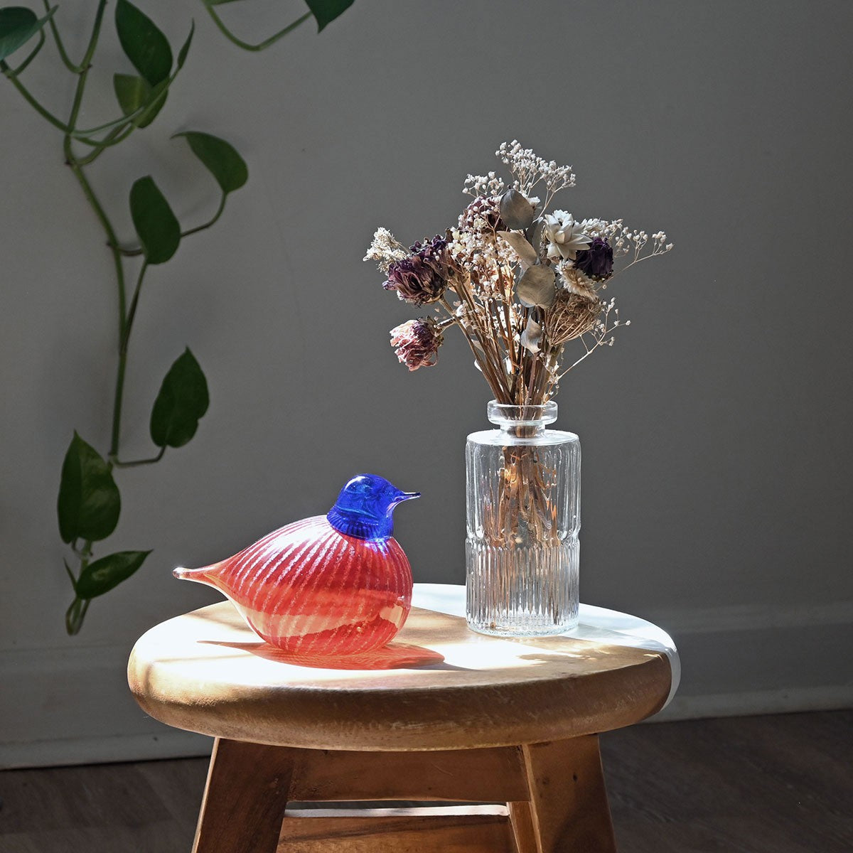 Bianco Blu American Red Willow Bird