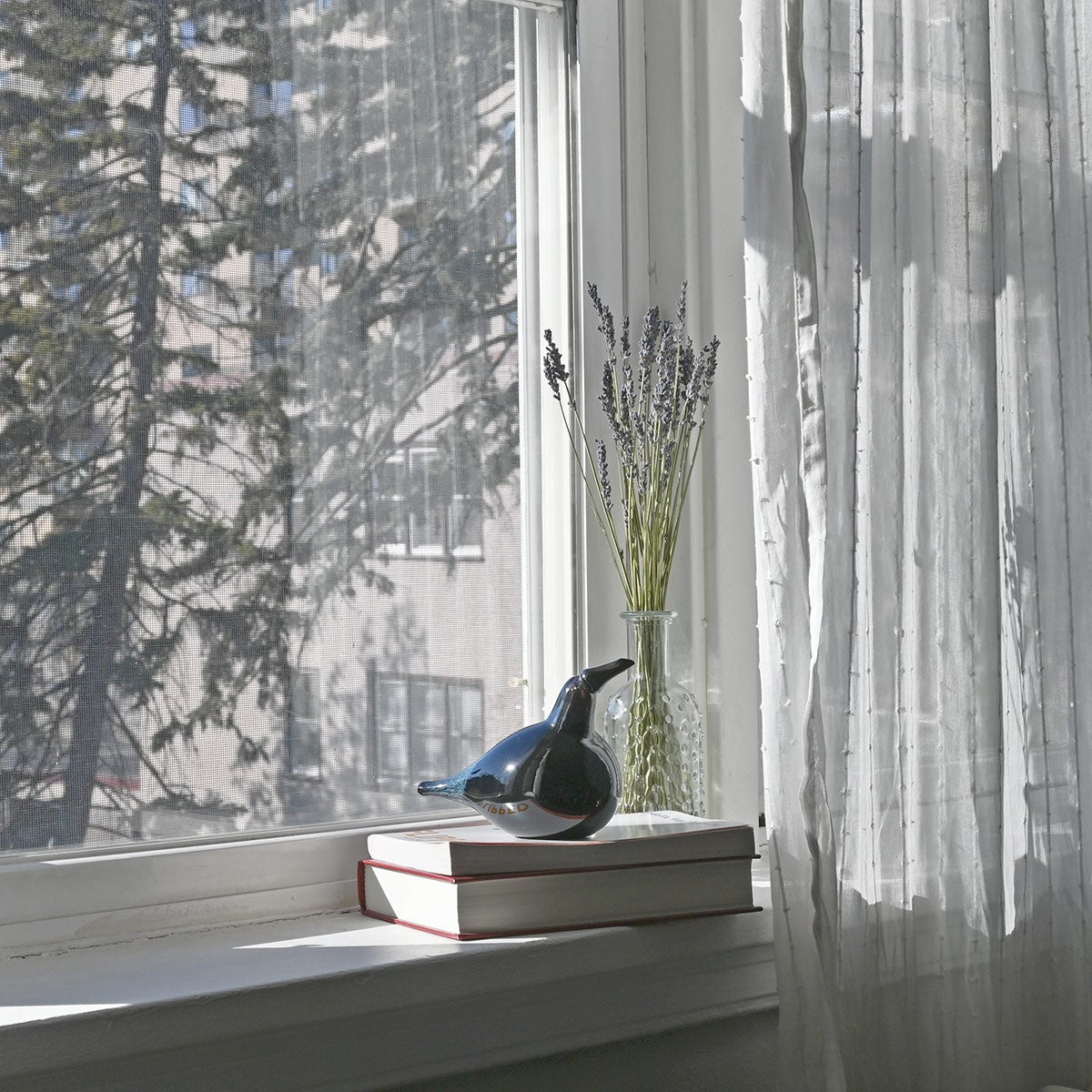 Bianco Blu Crow