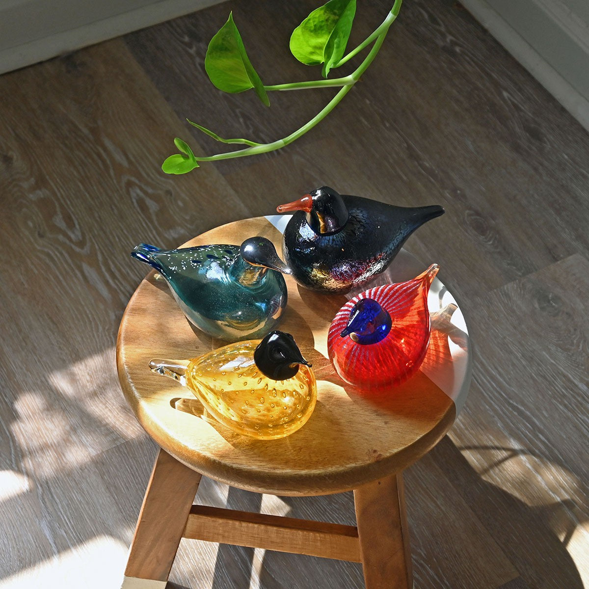Bianco Blu American Red Willow Bird